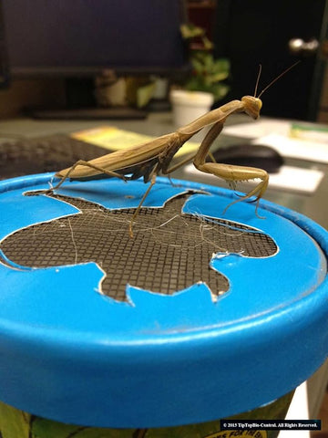 Praying Mantis Egg Case with Hatching Habitat Cup - 2 Praying Mantids Egg Cases